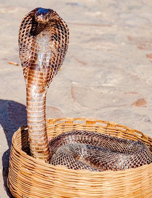 Exploring the Legendary History of the Cobra DragonSnake